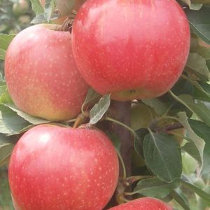 Rondo oszlopos növekedésű alma