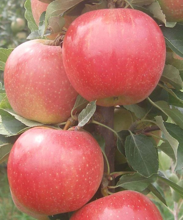 Rondo oszlopos növekedésű alma