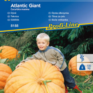 Sütőtök Atlantic Giant / Kiepenkerl vetőmag