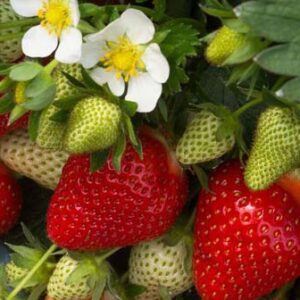 Clery korai érésű eper