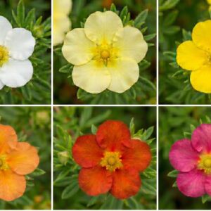 Cserjés pimpó / Potentilla fruticosa fajták