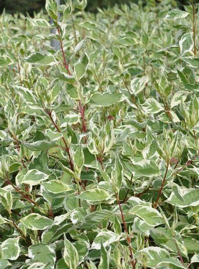 Fehértarka levelű díszsom / Cornus alba 'Elegantissima'
