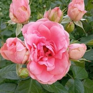 Rózsa / Rosa Kimono