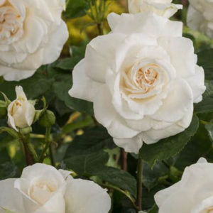 Rózsa Rosa Annapurna
