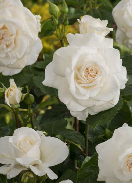 Rózsa Rosa Annapurna