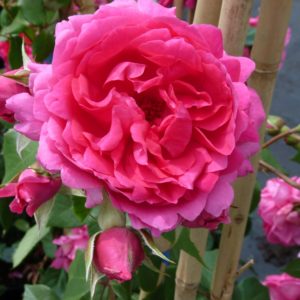 Rózsa / Rosa Parade