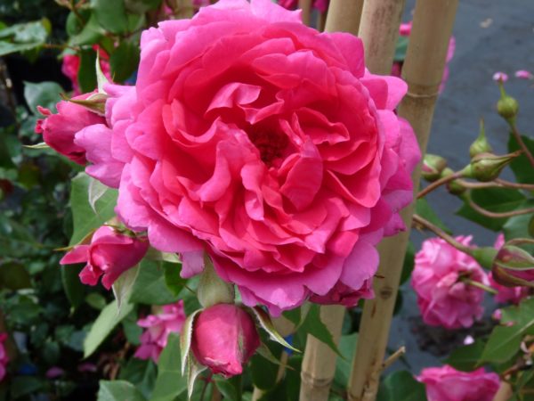 Rózsa / Rosa Parade