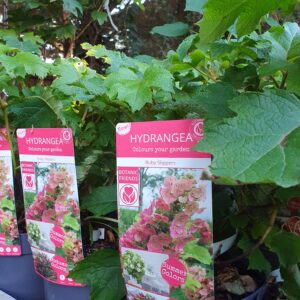 Tölgylevelű hortenzia / Hydrangea quercifolia ’Rubby Slippers’