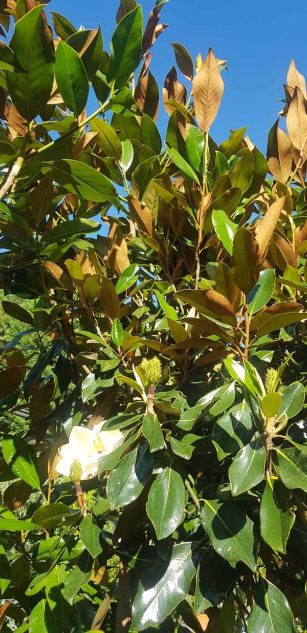 Oszlopos örökzöld liliomfa / Magnolia grandiflora 'Blanchard'