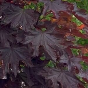Bordó levelű oszlopos juhar / Acer platanoides 'Crimson Sentry'