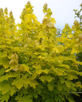 Sárga levelű korai juhar / Acer platanoides 'Princeton Gold'