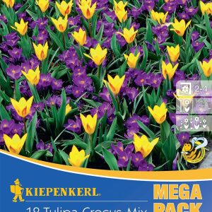 Tulipán és Sáfrány Mega Pack / Spacy Spring Tulipa-Crocus