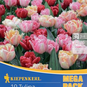 Tulipán Mega Pack / Princen mix
