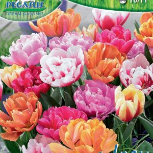 Virághagyma mix / telt virágú tulipánok