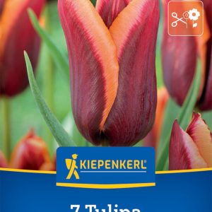 Kiepenkerl Tulipán / Muvota virághagyma