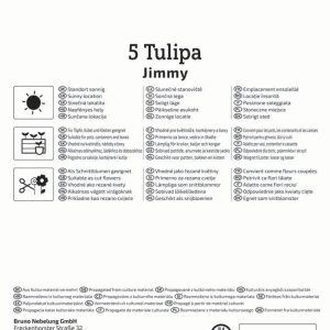 Kiepenkerl Tulipán / Jimmy virághagyma
