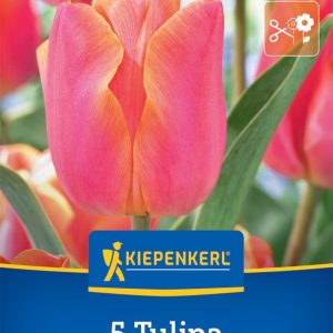 Kiepenkerl Tulipán / Jimmy virághagyma