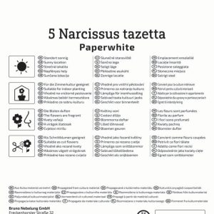 Kiepenkerl Nárcisz / Paperwhite virághagyma