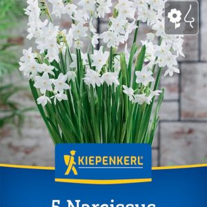 Kiepenkerl Nárcisz / Paperwhite virághagyma