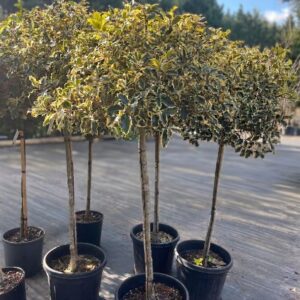 Tarka levelű magyal / Ilex aquifolium fajták