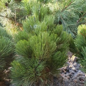 Páncélfenyő Malinki - törpe - fajta / Pinus leucodermis 'Malinki'