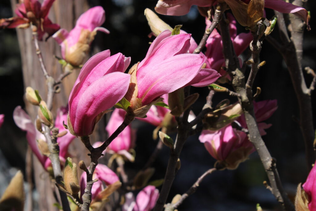 Magnolia