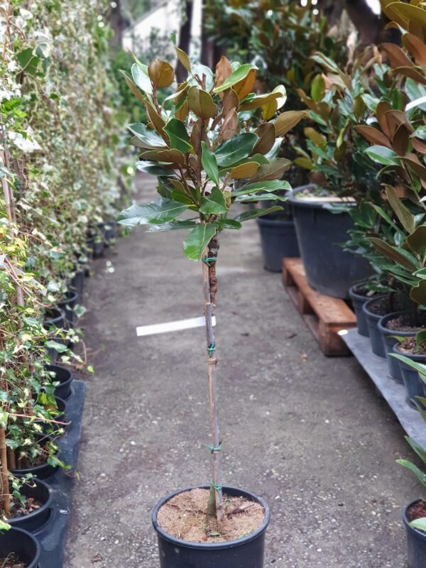 Örökzöld 'törpe' liliomfa (fa) / Magnolia grandiflora 'Little Gem'
