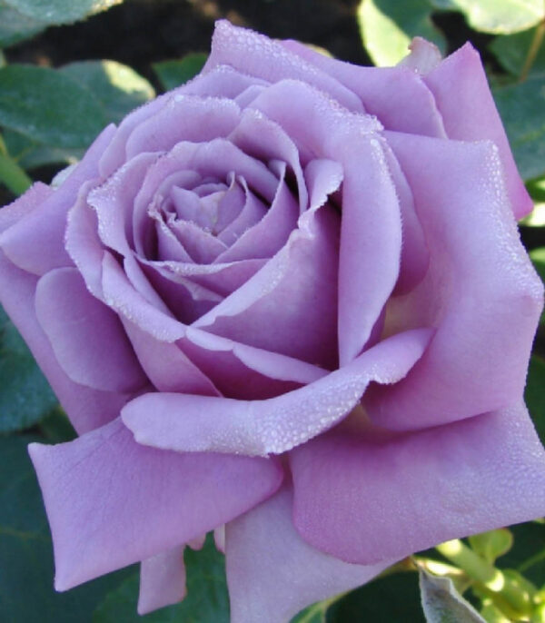 Rózsa / Rosa 'Eminence'