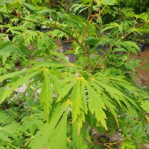 Vörös virágú japán juhar / Acer japonicum 'Aconitifolium'