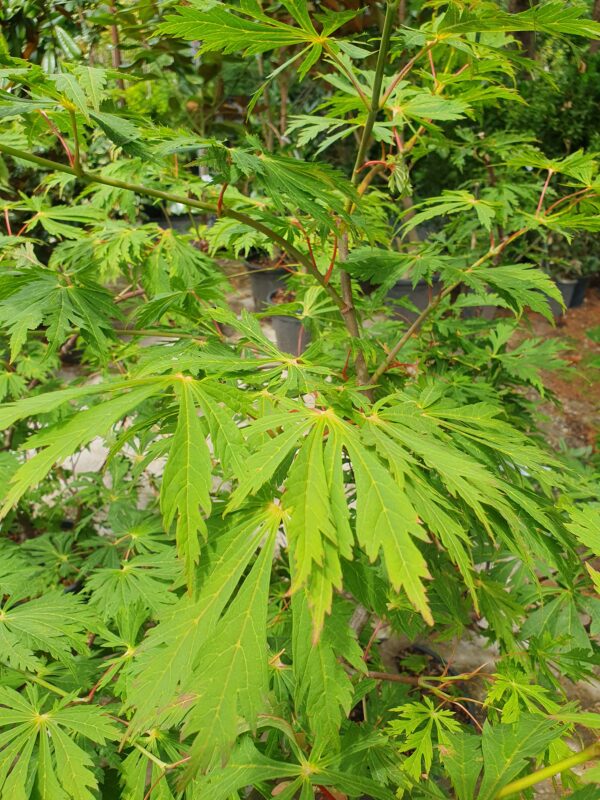 Vörös virágú japán juhar / Acer japonicum 'Aconitifolium'