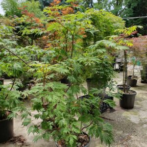 Vörös virágú japán juhar / Acer japonicum 'Aconitifolium'