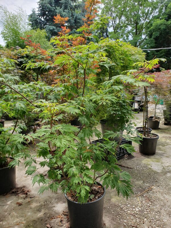 Vörös virágú japán juhar / Acer japonicum 'Aconitifolium'