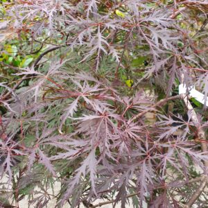 Szeldelt levelű japán juhar / Acer palmatum (dissectum) 'Inaba Shidare'