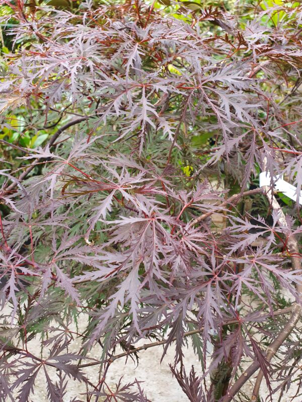 Szeldelt levelű japán juhar / Acer palmatum (dissectum) 'Inaba Shidare'