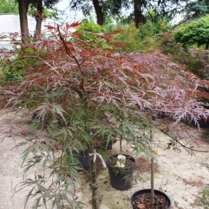 Szeldelt levelű japán juhar / Acer palmatum (dissectum) 'Inaba Shidare'