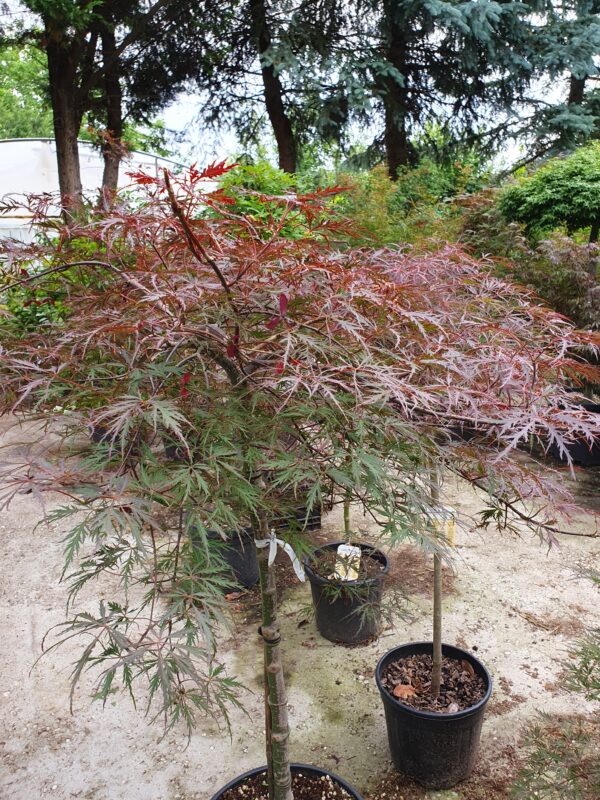 Szeldelt levelű japán juhar / Acer palmatum (dissectum) 'Inaba Shidare'