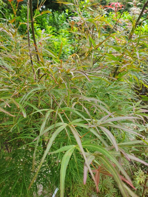 Szeldeltlevelű japán juhar / Acer palmatum Linearilobum Atrolineare