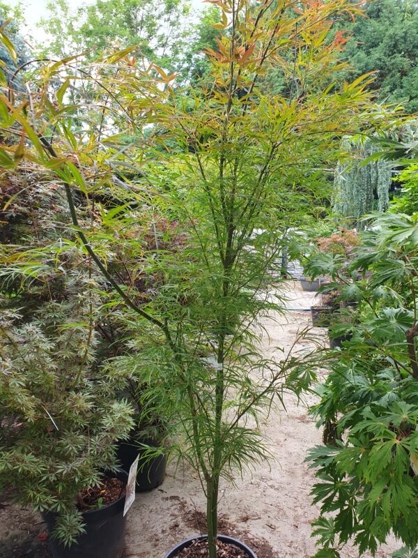 Szeldeltlevelű japán juhar / Acer palmatum Linearilobum Atrolineare