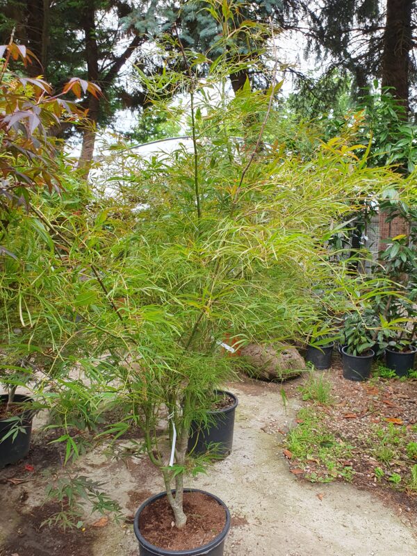 Szeldeltlevelű japán juhar / Acer palmatum Linearilobum Atrolineare