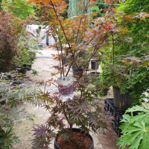 Pixie japán juhar / Acer palmatum Pixie