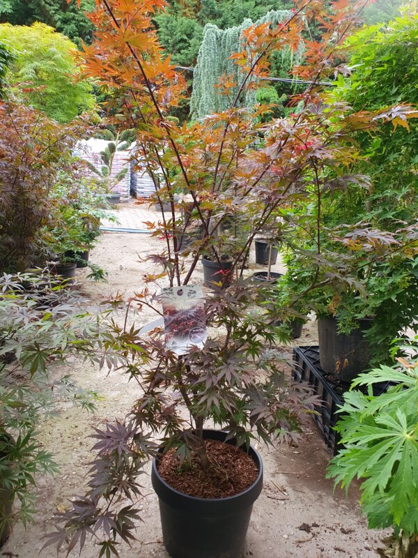 Pixie japán juhar / Acer palmatum Pixie