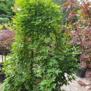 Csüngő ágrendszerű japán juhar / Acer palmatum 'Ryusen'