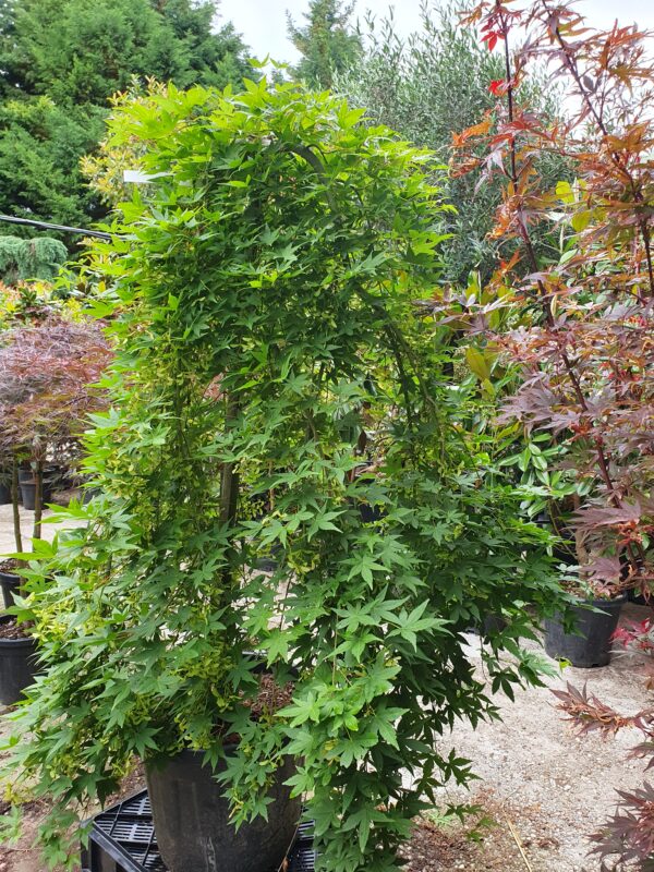 Csüngő ágrendszerű japán juhar / Acer palmatum 'Ryusen'
