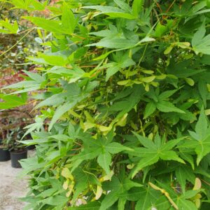 Csüngő ágrendszerű japán juhar / Acer palmatum 'Ryusen'