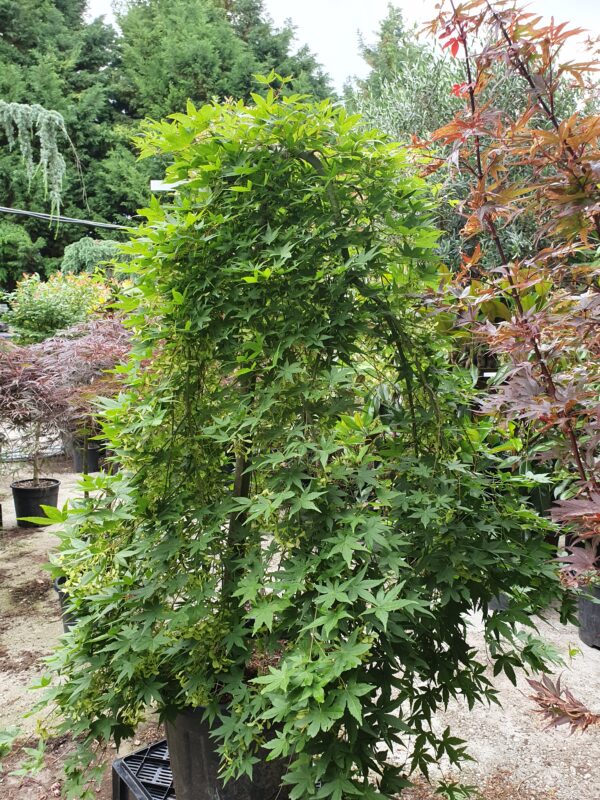 Csüngő ágrendszerű japán juhar / Acer palmatum 'Ryusen'