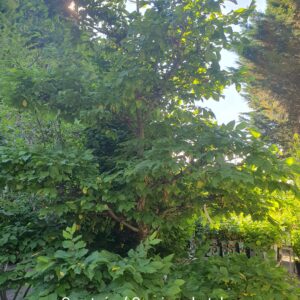 Gyertyán bonsai / Carpinus betulus