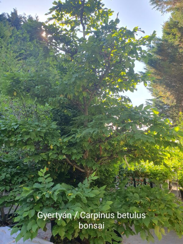 Gyertyán bonsai / Carpinus betulus