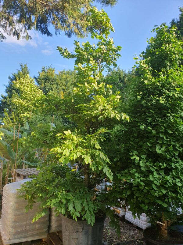 Gyertyán bonsai / Carpinus betulus