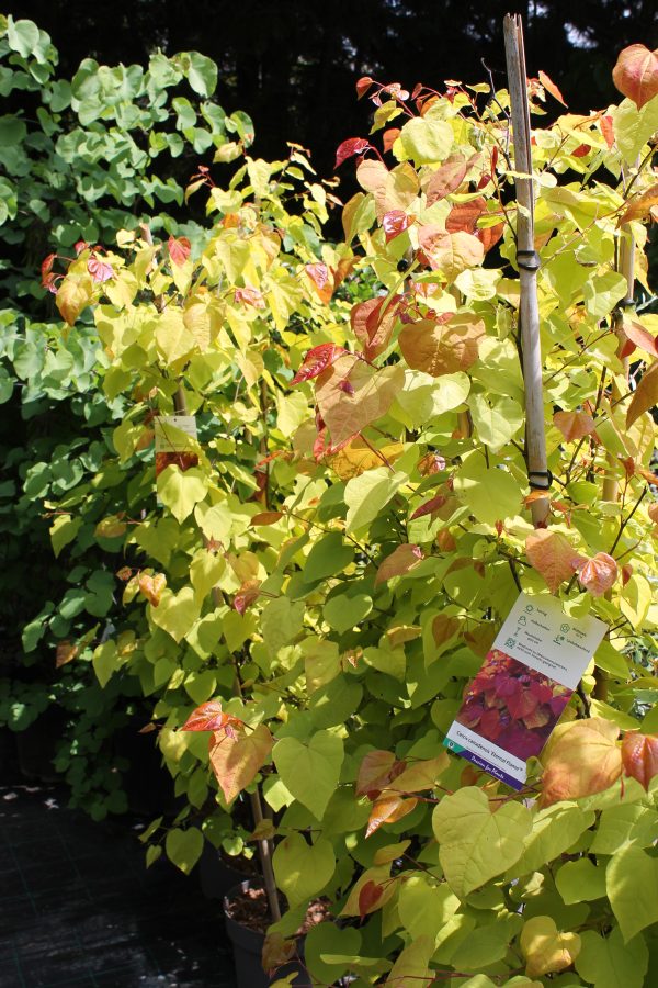 Júdásfa / Cercis canadensis 'Eternal Flame'