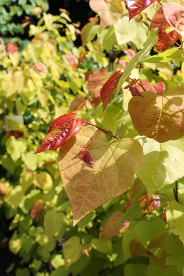 Júdásfa / Cercis canadensis 'Eternal Flame'